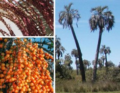 Foto: www.fagro.edu.uy