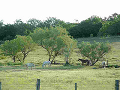 El monte, la leña y la&nbsp;ley