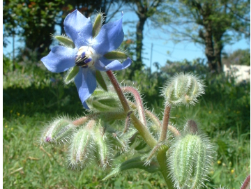 En agua de&nbsp;borraja…